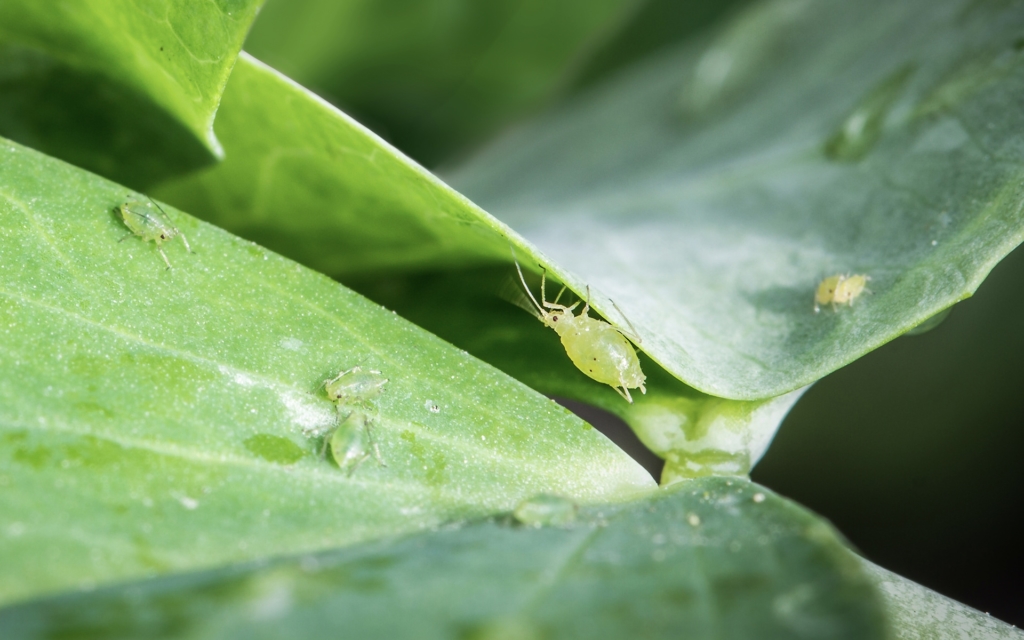 Young aphids on deep dark green foliage