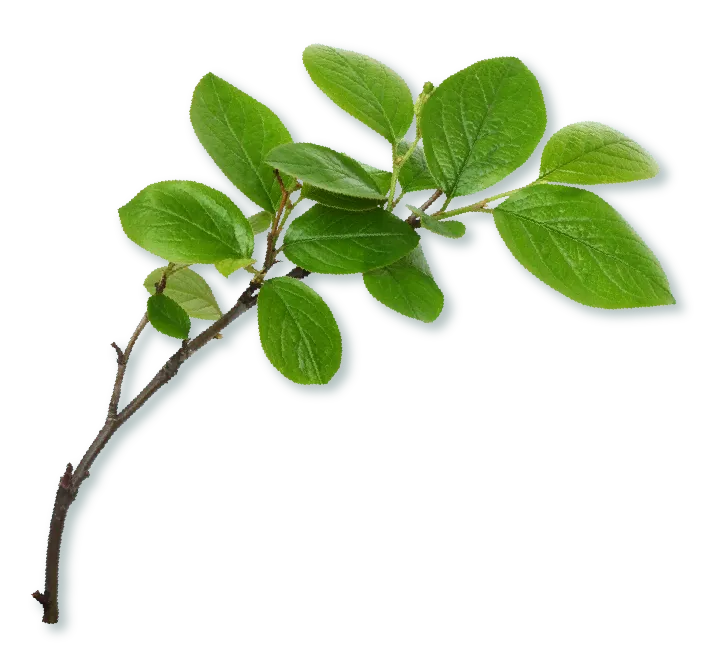 branch with leaves facing right