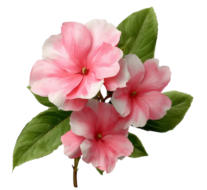 impatiens flower leaning right