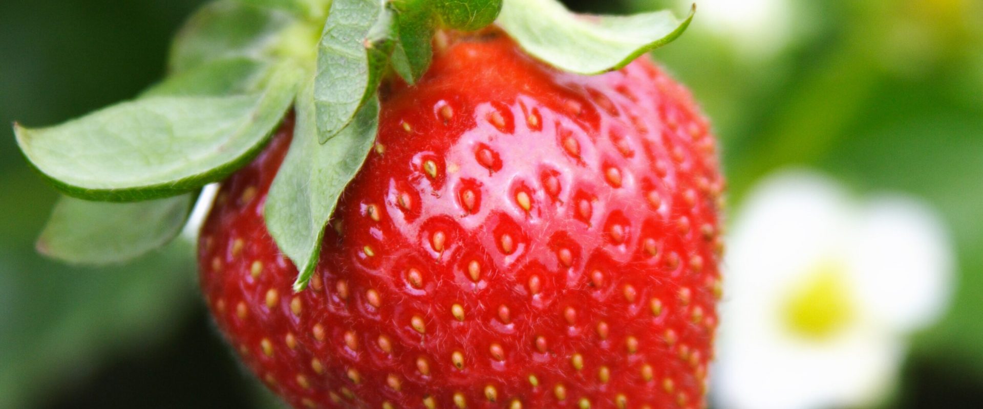 strawberry-plant-2-scaled