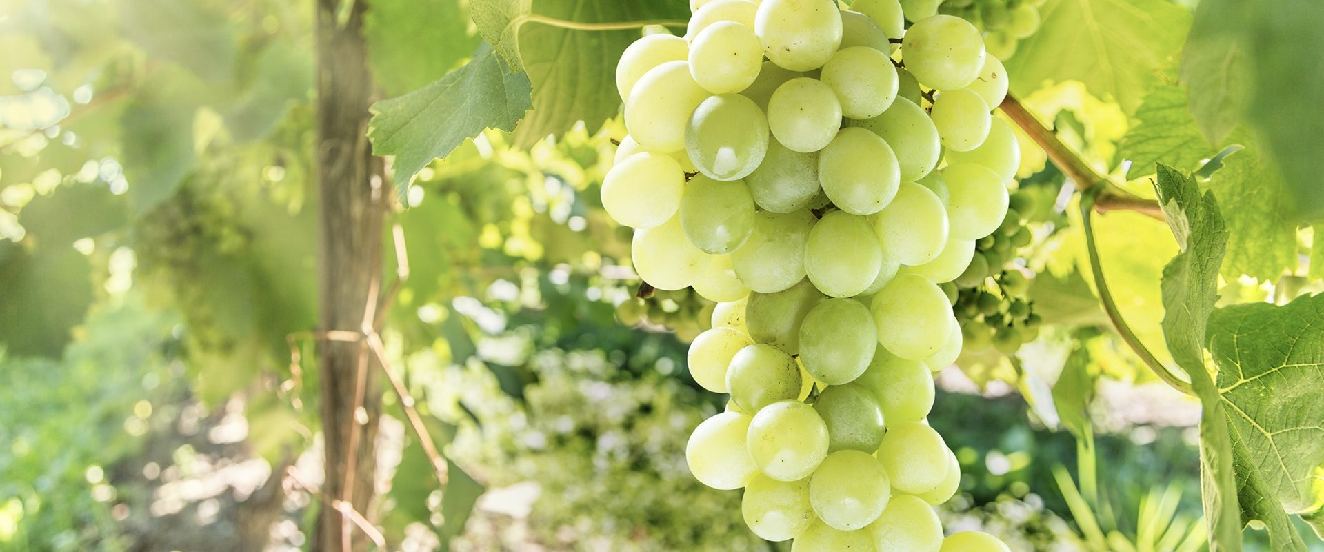 Wine grapes on the vine
