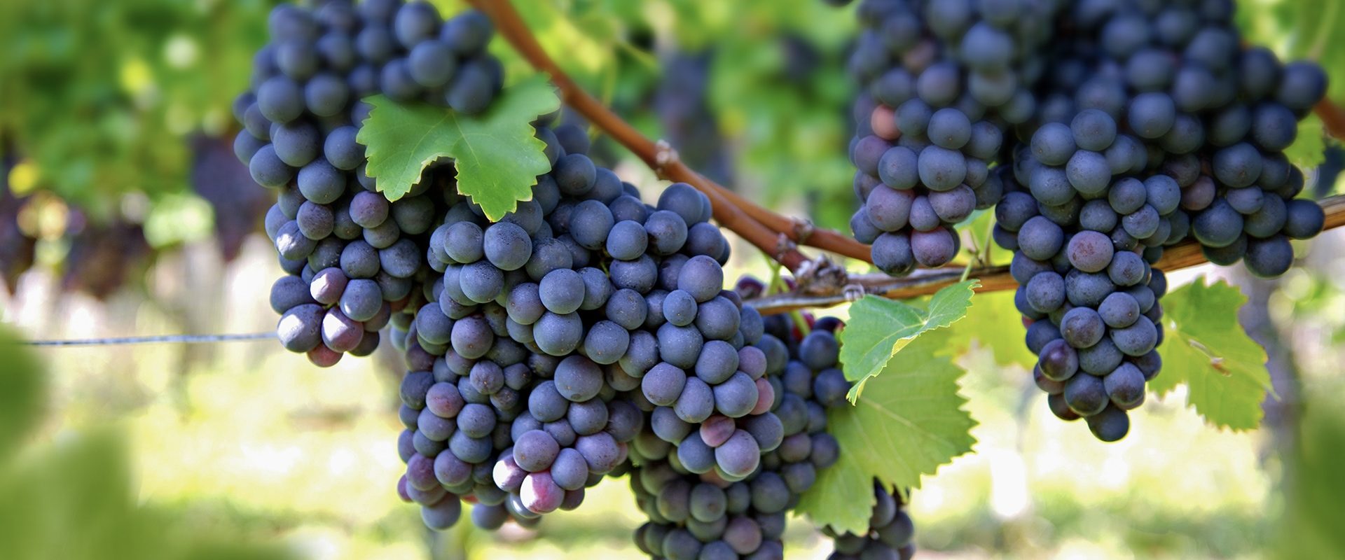 wine-grapes-on-vine.jpg